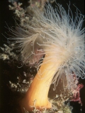 Plumose anemone picture
