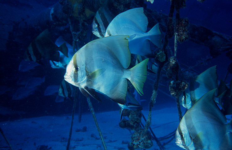 Australian Batfish photo