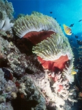 Clownfish on Daedalus