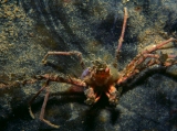 Spider Crab, Isle of Man
