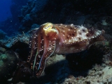 Cuttlefish, Agincourt Reef, Australia