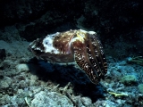 Cuttlefish, Agincourt Reef, Australia