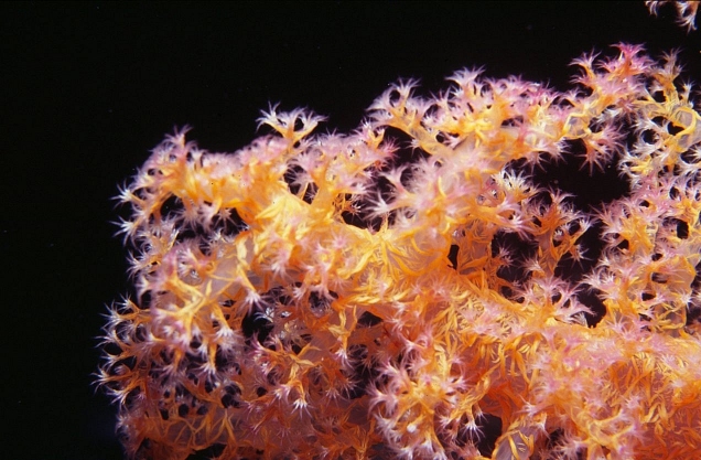 Yellow Soft coral, Dendronephtya  hemprichi