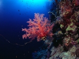 Diving the Red Sea