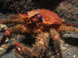 Squat Lobster. Copyright Tim Nicholson.