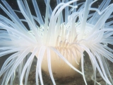 burrowing anemone