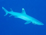 Diving Palau - White Tip Reef Shark
