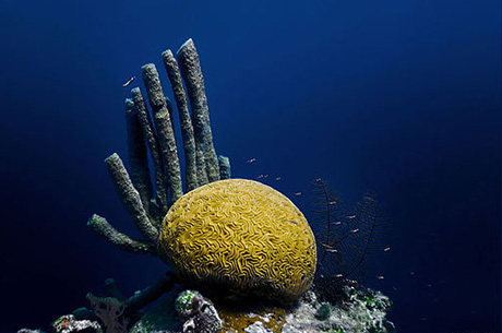 Brain coral in Belize's Blue Hole