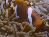 Red Sea, Clown Fish