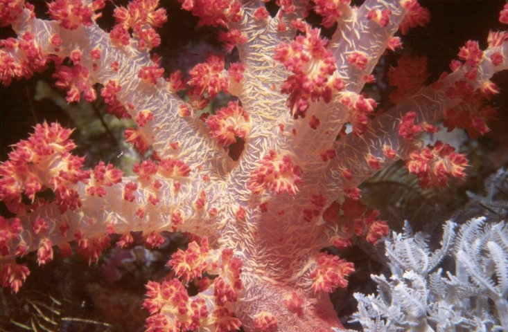 Soft coral by Tim Nicholson