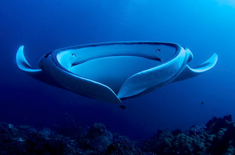 Giant manta ray (Manta birostris) filter feeding