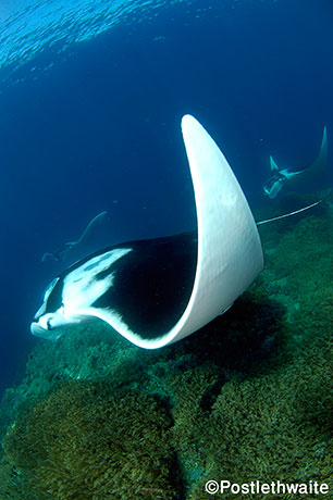 Manta ray in Bali by Postlethwaite