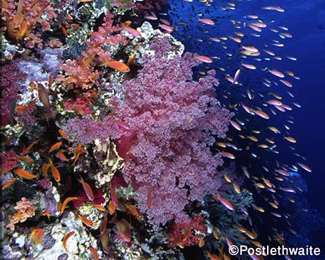 Diving Indonesia - Manta Ray