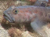 Leopard-spotted Goby in Port Erin