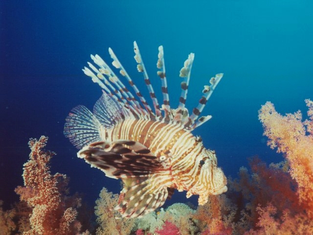 Lion Fish in Red Sea. Photo copyright Tim Nicholson.