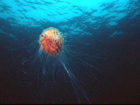 Lion's Mane jellyfish in the Irish Sea