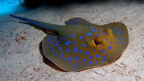 Blue Spotted Stingray, Red Sea. By Tim Nicholson.
