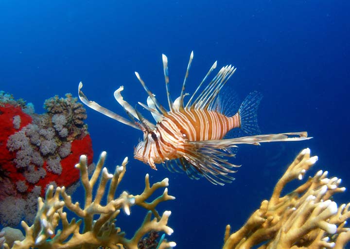 Lion Fish in Red Sea by Tim Nicholson