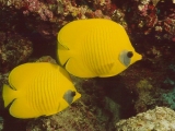 Red Sea Masked Butterflyfish