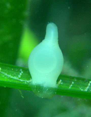 Cuttlefish egg on Posidonia oceanica