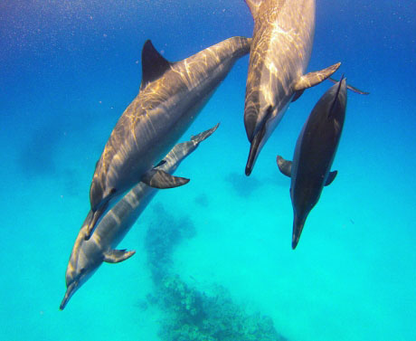 Red Sea Dolphins