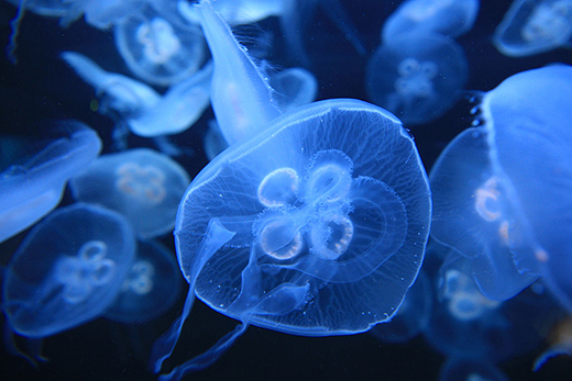 Jellyfish by Magnus Manske CC BY 2.0