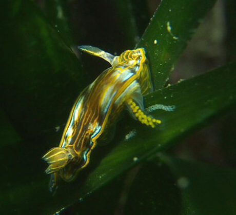 Nudibranch laying eggs on seagrass