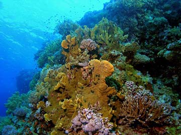 Coral Reef by Tim Nicholson