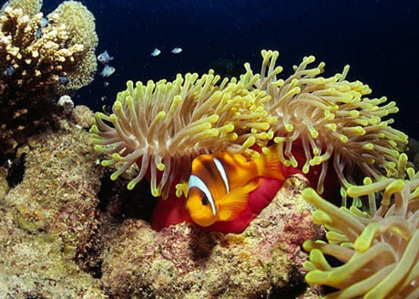Red Sea Clownfish in Magnificent anemone