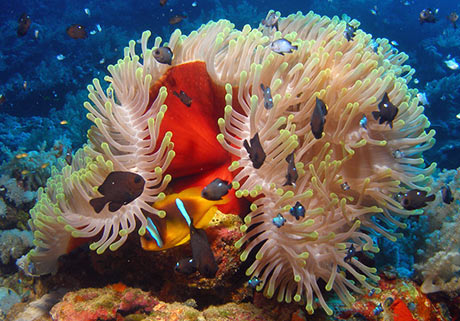 Clown fish on Daedelus reef, Red Sea