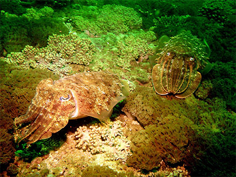 Hooded Cuttlefish, Sepia prashadi showing courtship colouration, taken in Oman