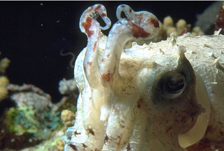 Cuttlefish has 8 arms and 2 tentacles