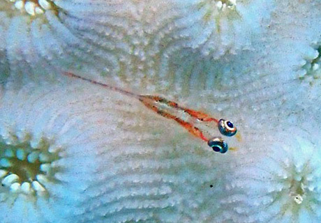Ghost goby in Red Sea