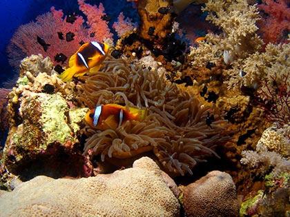 Clown fish in the Red Sea