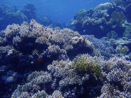 Coral at Malahi, Fury shoal