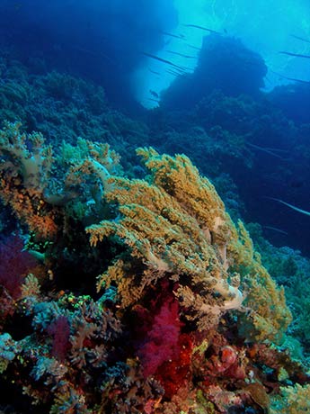 Big Brother coral reef by Tim Nicholson