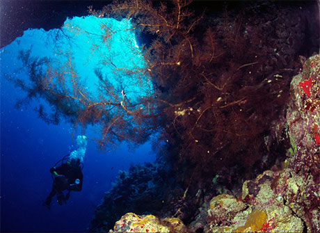 Red Sea Diver