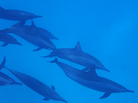 Dolphins at Dolphin Reef
