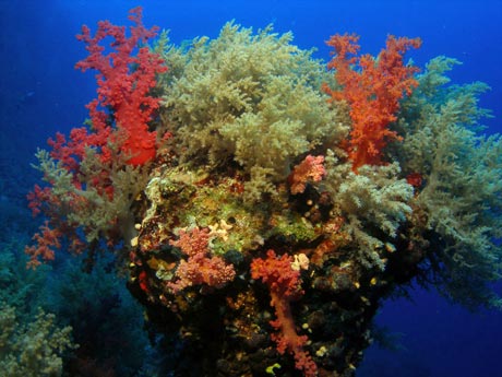 Red Sea Soft Corals by Tim Nicholson