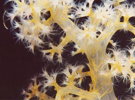 Yellow Soft coral 