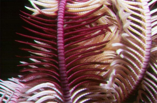 Feather star close up
