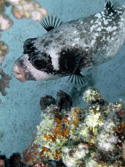 Masked pufferfish in Hamata, Red Sea