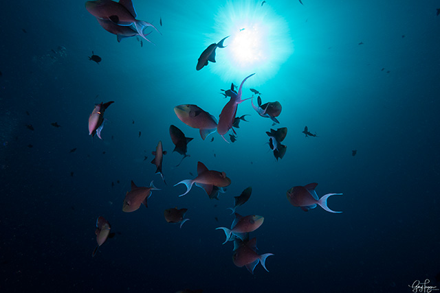 Shoal of Red Tooth Triggerfish