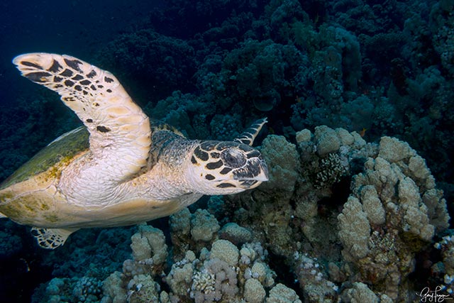 Turtle, Egypt, Red Sea