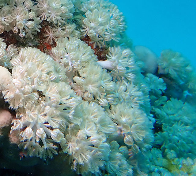 Pulsating Xenia coral