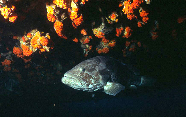 Grouper on the wreck of the Yongala, Australia