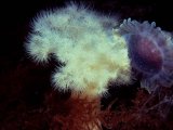 plumose anemones with jellyfish