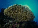 Red Sea table coral (acropora)