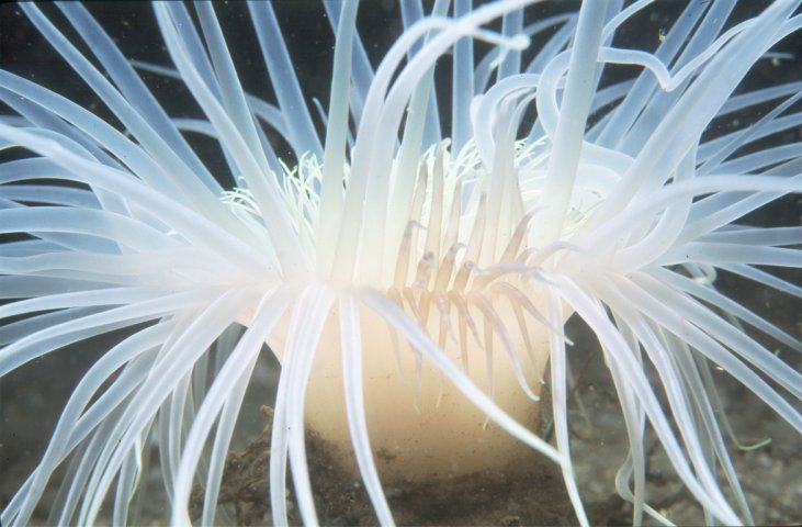 Underwater photo Burrowing Anemone, Cerianthus Hoydii