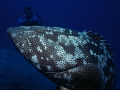 Grouper on Agincourt Reef